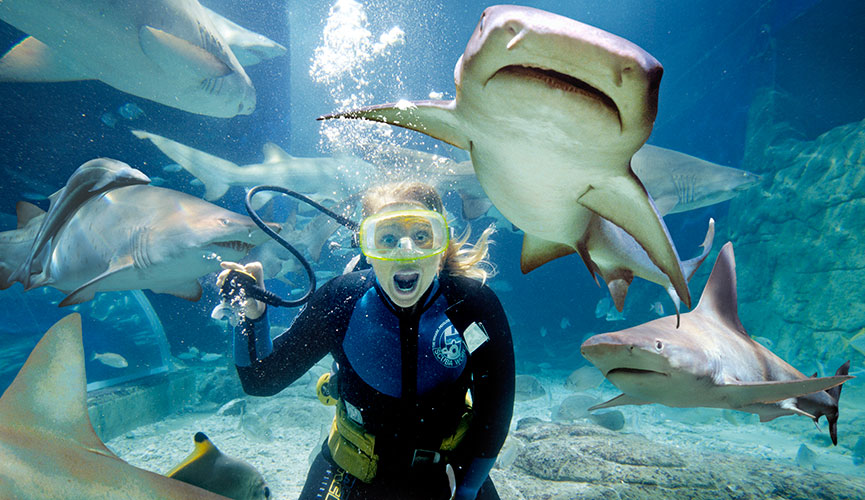 Melbourne Aquarium Shark Dive