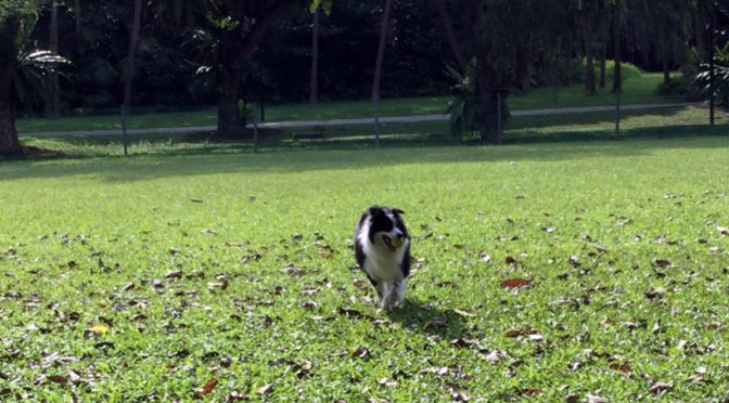 West Coast Dog Run Singapore