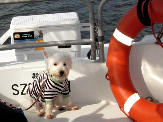 Pet Cruise Singapore