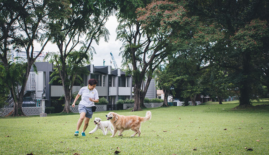 Cheerful Dogs