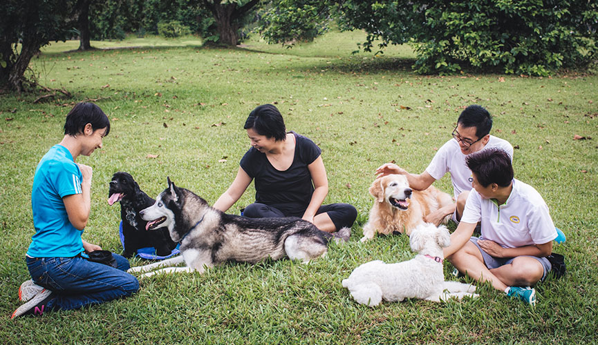 Cheerful Dogs