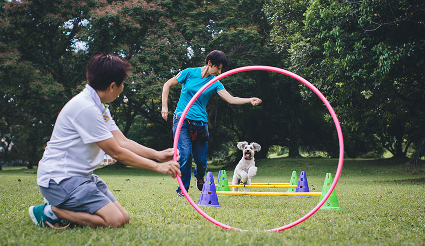 Cheerful Dogs games