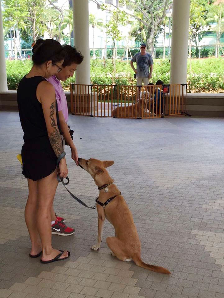 Cheerful Dogs