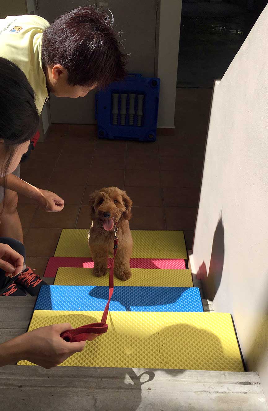 Puppy Socialisation with Cheerful Dogs