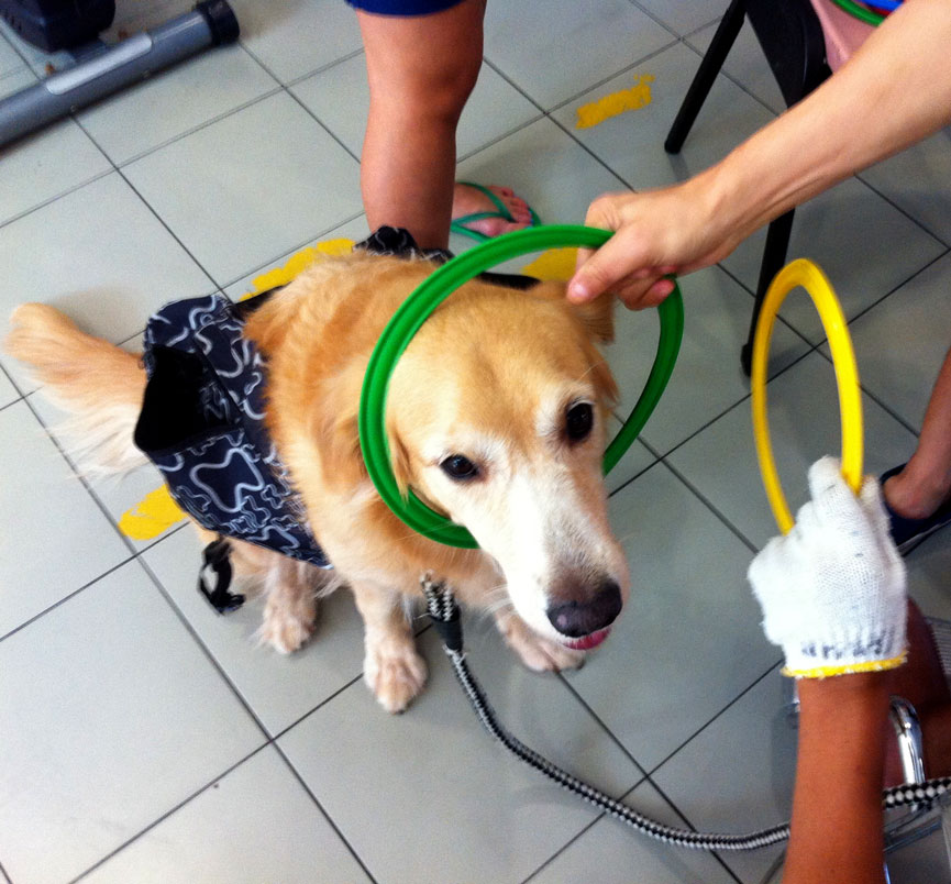Pinot working to help a patient improve their motor skills