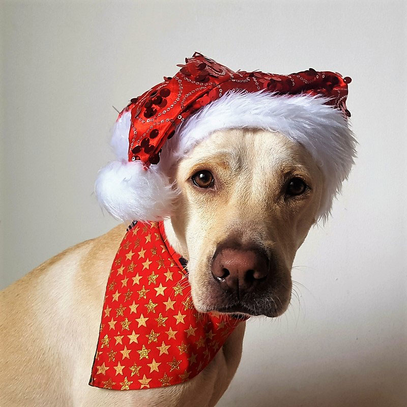 Pinot in his Christmas bandana (Photo Credit: Chris Chandler)