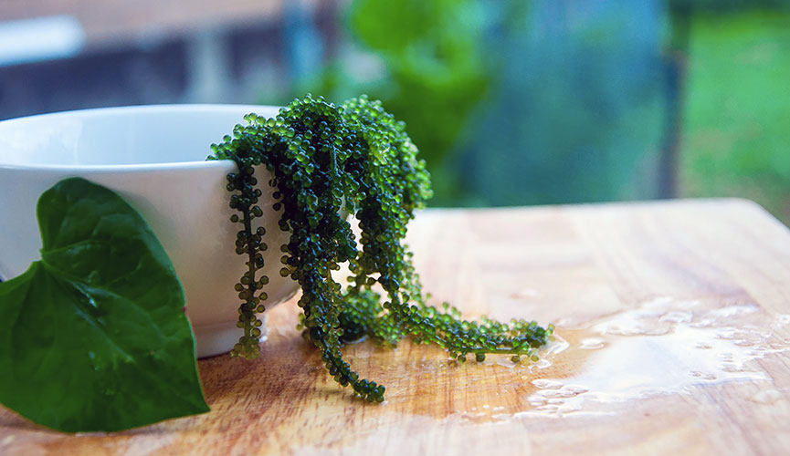 Green Caviar