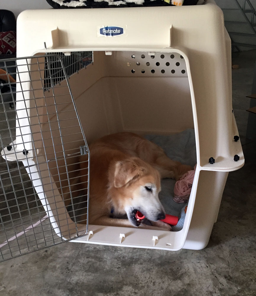 Dog relocation