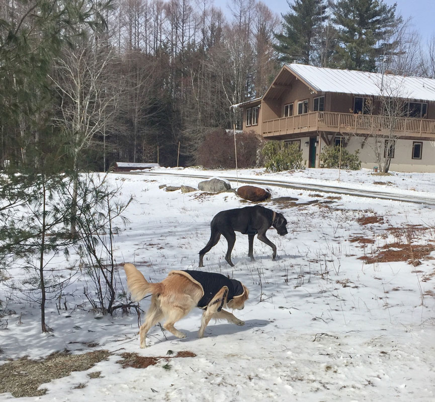 Dog relocation