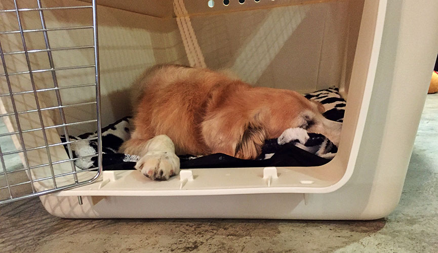 Dog Relocation
