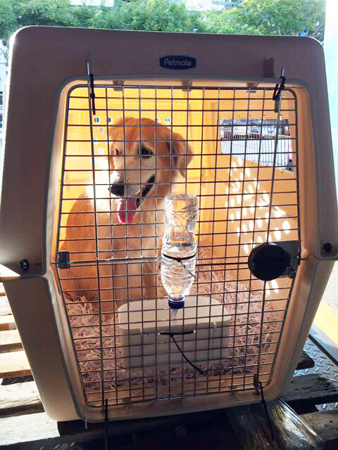 Dog relocation