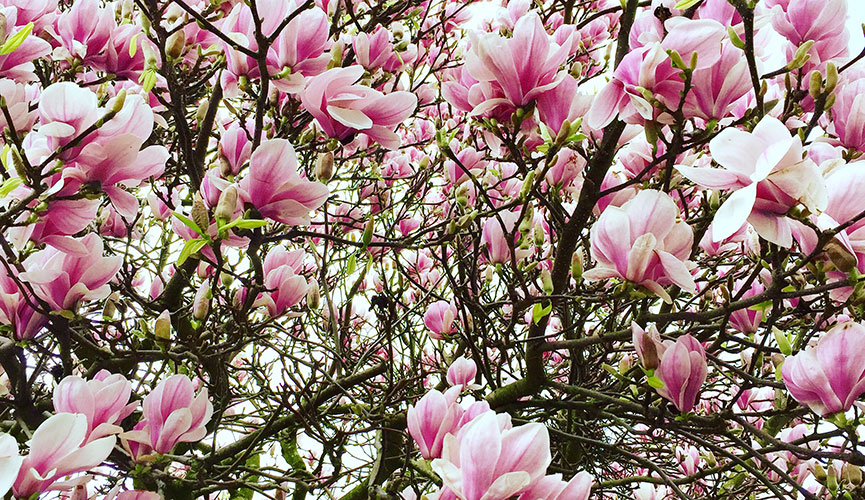 Deepest Darkest Suburia Magnolias in bloom