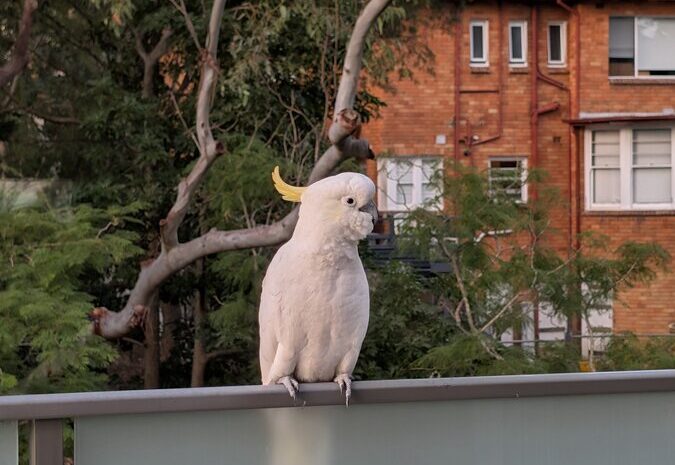 A sulphur-crested cockatoo on the balcony railing of our Sydney apartment
