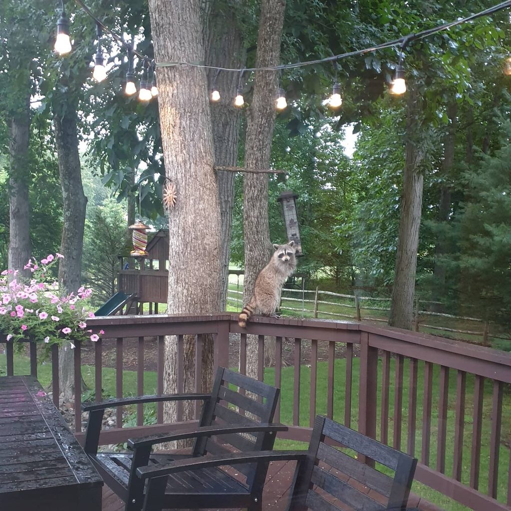 The view from my kitchen window in New Jersey, where The Wilds Cafe began
